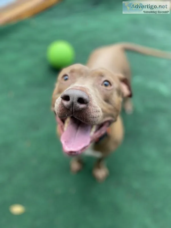 FosterAdopt this &quotPAWSOME&quot Pup