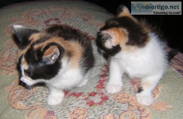 Calico kittens ready