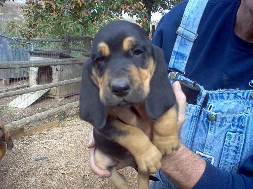 Bloodhound Puppies
