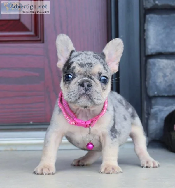 Lovable french bulldogs puppies
