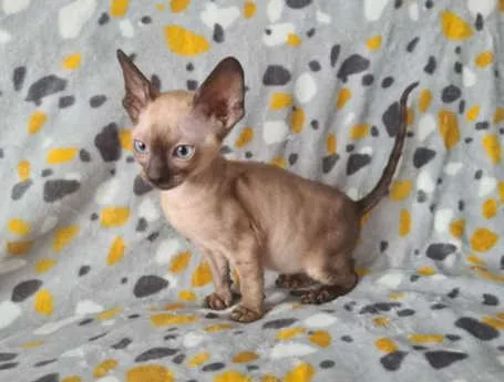 Pedigree Cornish Rex kittens