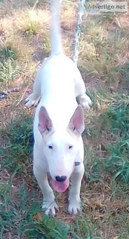 A.K.C Reg. male English bull terrier 7 months Old.