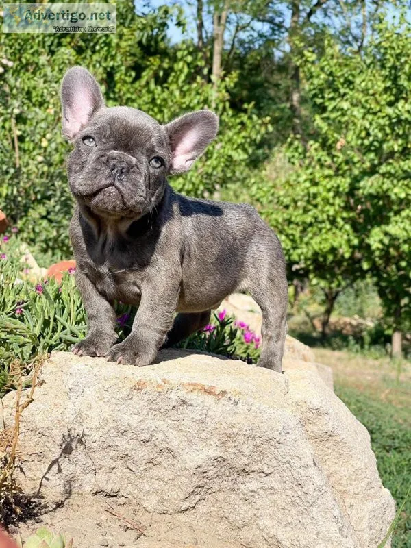 Cute frenchies
