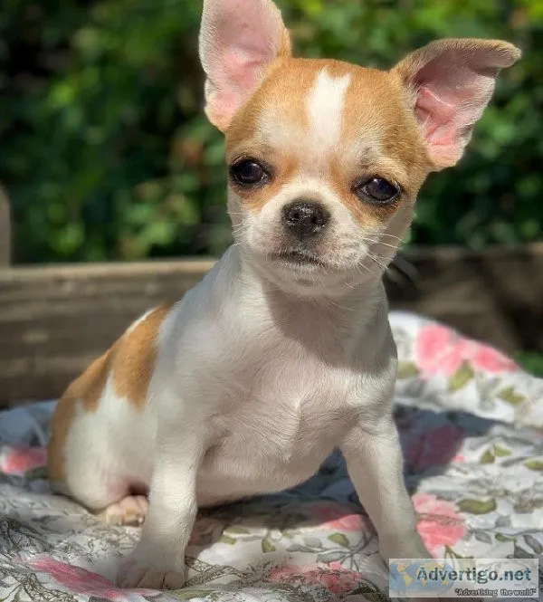CHIHUAHUA