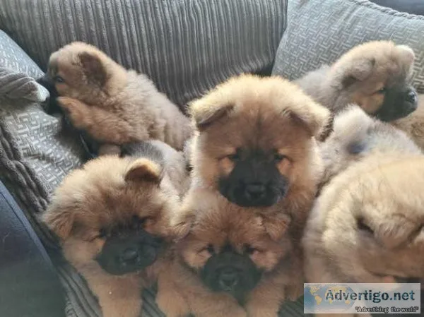 Kc Reg Chow Chow Puppies