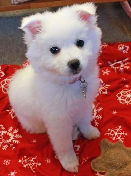 American Eskimo Puppies