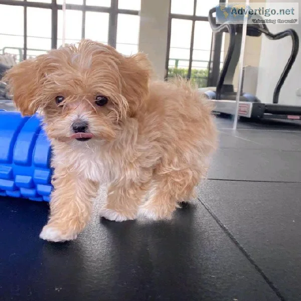 MALTESE