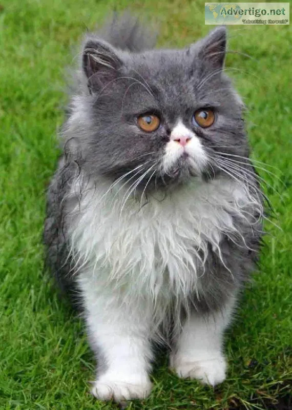 Persian cat price Delhi