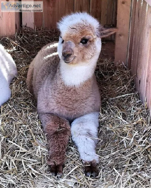 ALPACAS