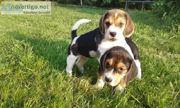 Beagle Puppies