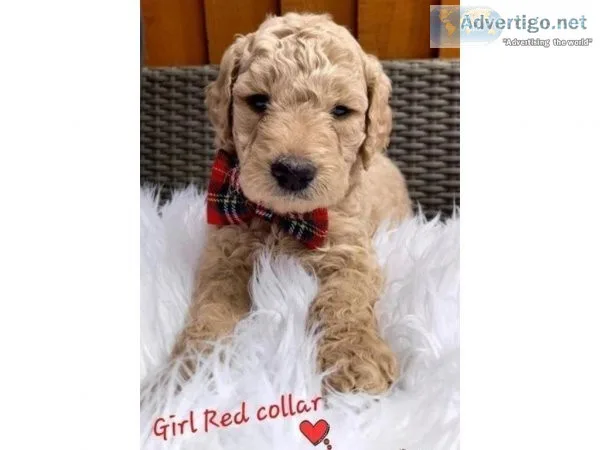fantastic litter Goldendoodle puppies