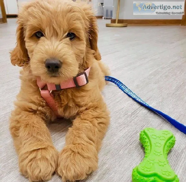 Ruby Golden Doodle puppies
