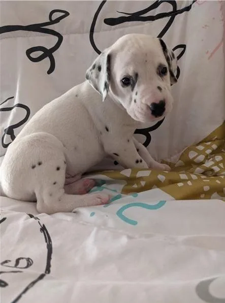 Adorable AKC Reg Dalmatian