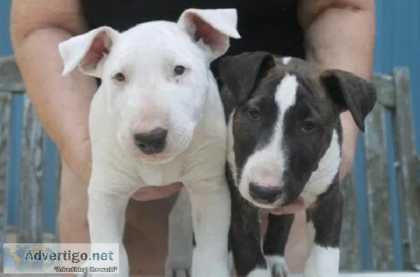 Bull Terrier 3 Males 2 Females ready