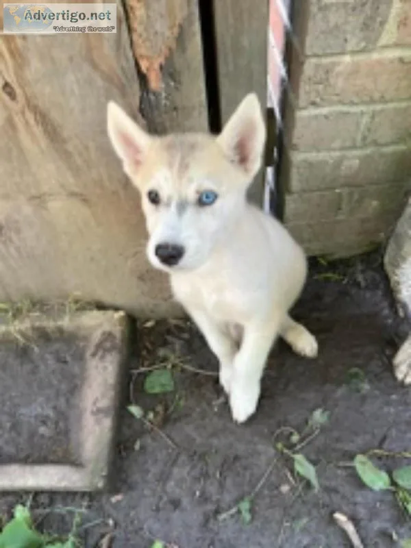 Beautiful White Female Alusky Husky