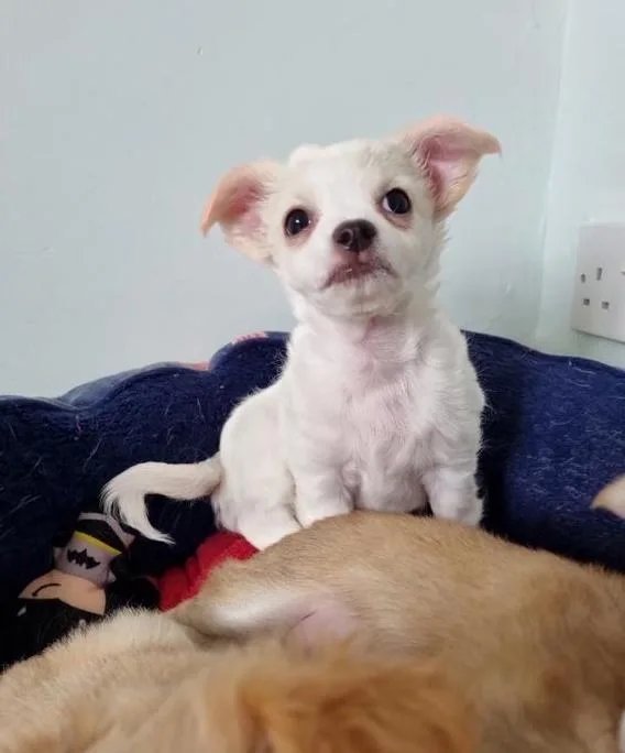 Chihuahua pups READY NOW