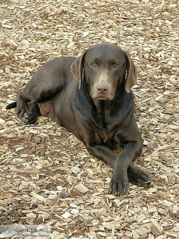 3 AKC Chocolate Adult Labs