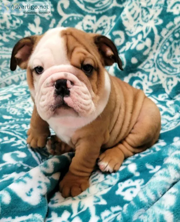 AKC English Bulldog puppies