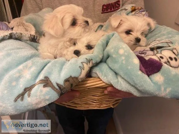 Gorgeous MALTESE PUPS READY TO GO ONE MALE ONE FEMALE