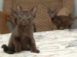 Beautiful Havana kittens