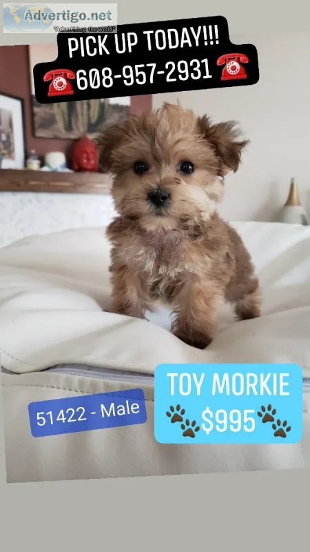 Beautiful Toy MorkieYorktese (Yorkshire Terrier and Maltese) Pup