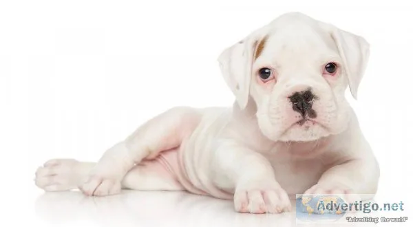 Boxer puppies for sale
