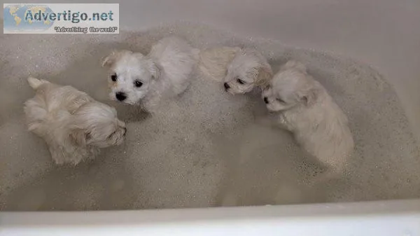 We have four Pedigree  KC registered Maltese little boys ready t