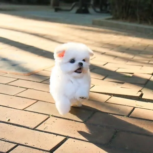 READY TO LEAVE TODAY Bichon Frise Puppies