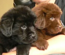 Newfoundland puppies delivery available