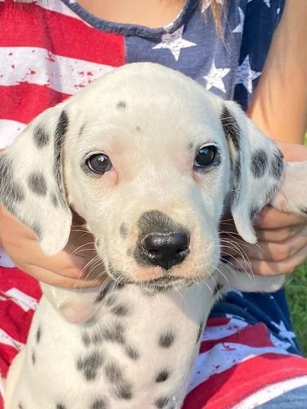 Develop  AKC Reg Dalmatian Puppies