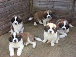 Purebred Saint Bernard puppies