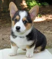 Welsh Corgi (Pembroke) Puppies
