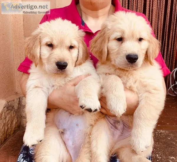Golden Retriever AKC Registered Puppies