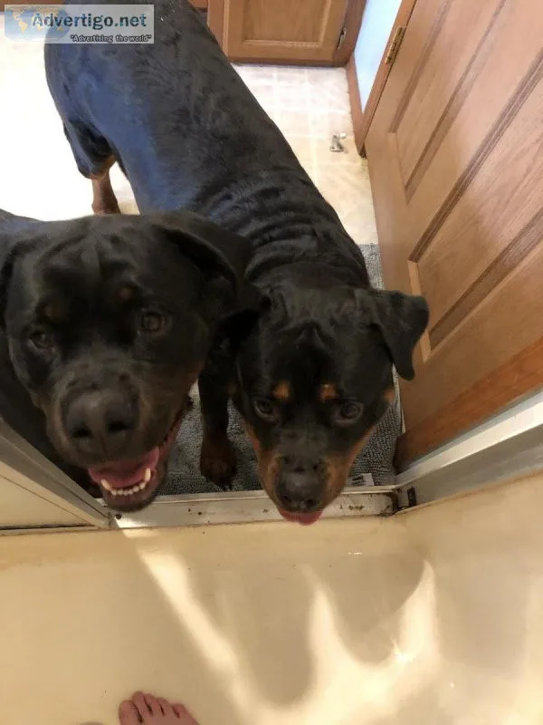 Rottweiler young adult females