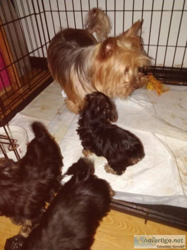 Yorkshire Terrier Puppies For Sale