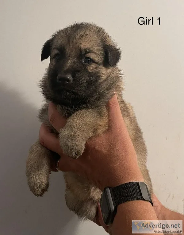 AKC Registered German Shepherd Puppies