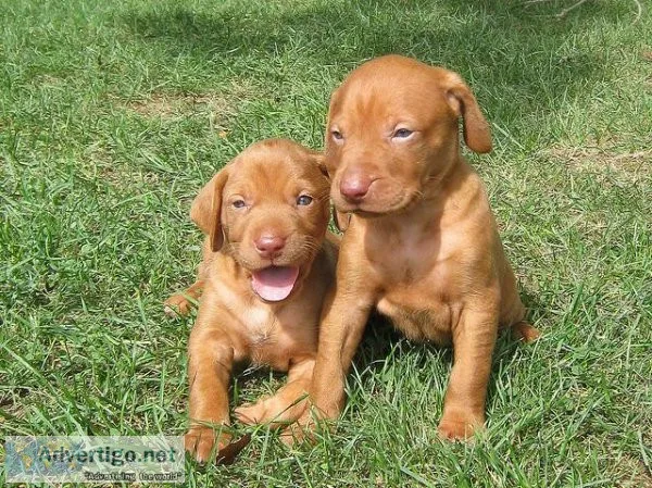 Akc Vizsla puppies available