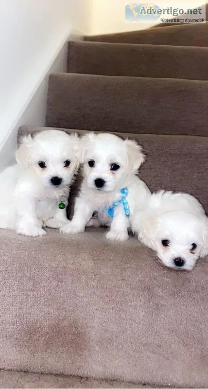 Maltese puppies Hypoallergenic Looking for 5 forever loving home