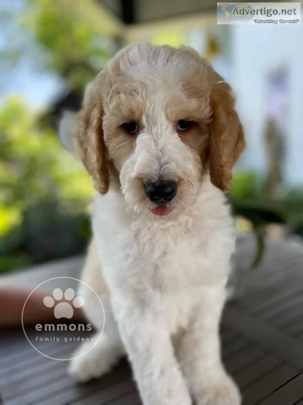 Goldendoodle puppies for sale