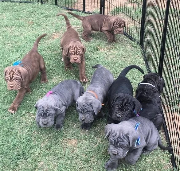 Looking for Neapolitan Mastiff Puppies
