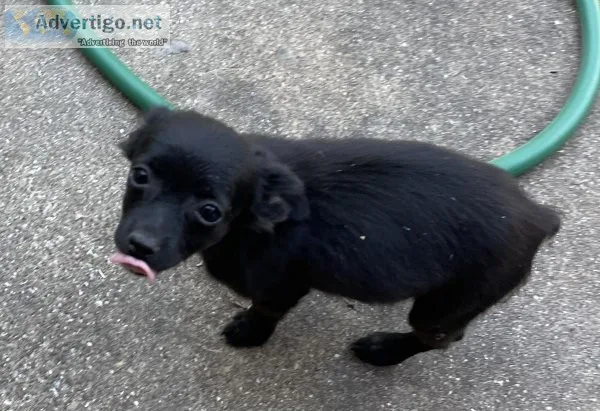 Black Male Chihuahua
