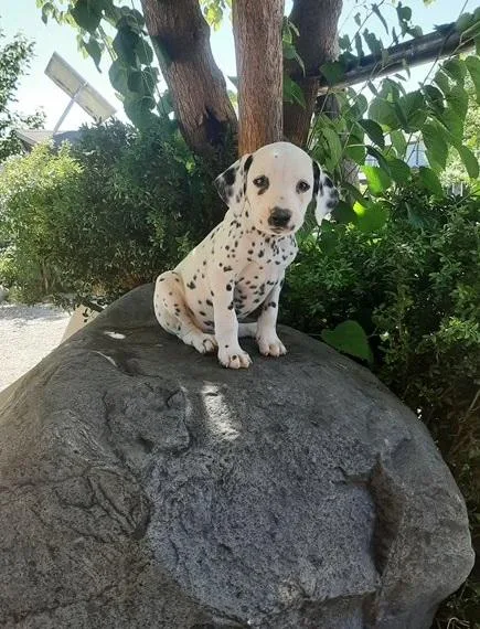 Healthy AKC Reg Dalmatian Puppies