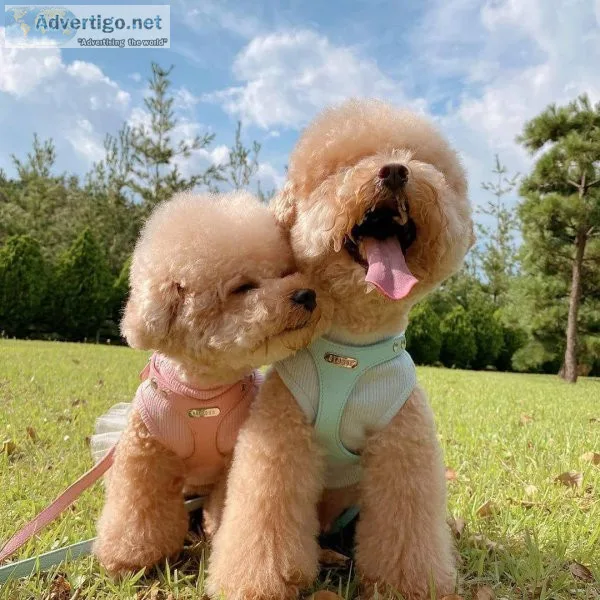 Toy Poodle Puppies