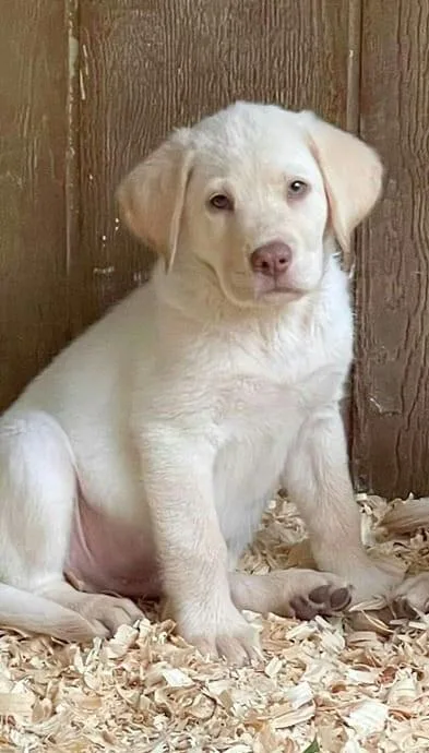 AKC Labrador Retriever Puppies