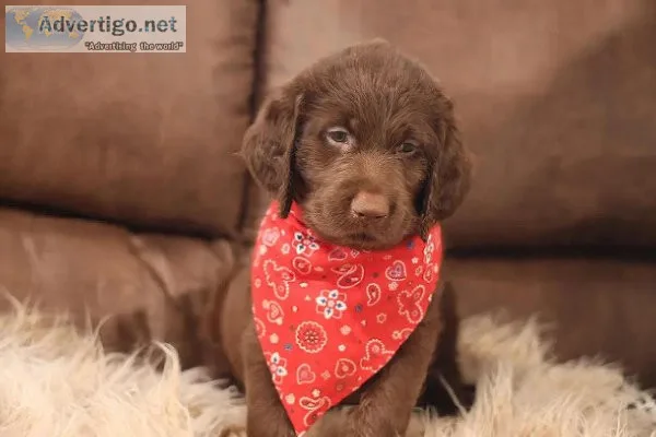 Labradoodle Puppies