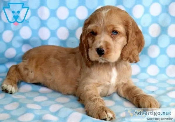 Beautiful litter pure Red Cocker Spaniels