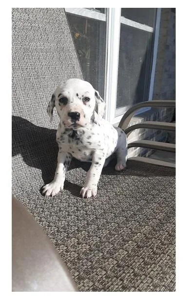Quality AKC Reg Dalmatian Puppies