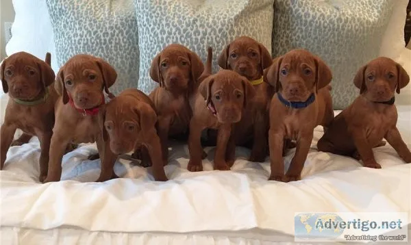 Vizsla Puppies