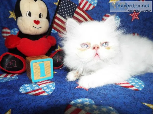 CFA Registered Himalayan Kittens
