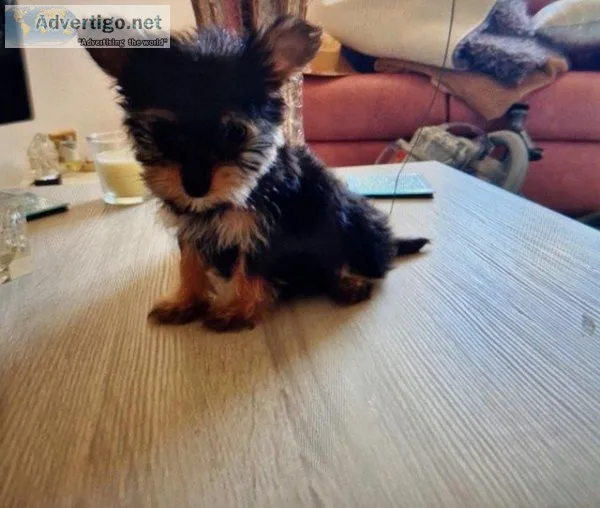 Stunning miniature Yorkshire terriers